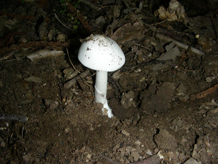 1097 Luglio vecchio ritrovamento